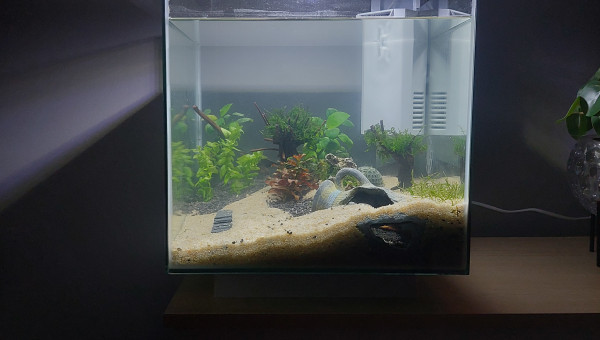 Scape final juste après plantation