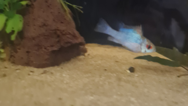 Un beau bleu electric