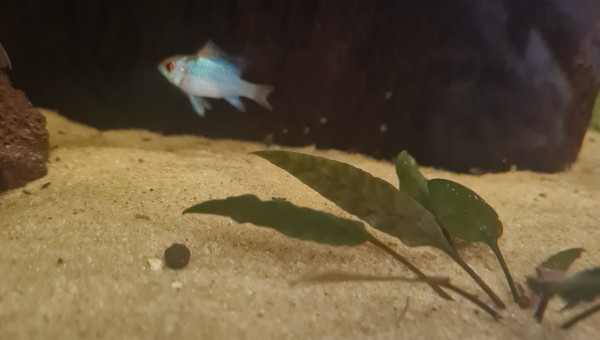 Un beau bleu electric