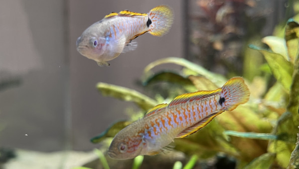 Tateurndia Ocellicauda m+f