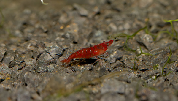 Neocaridina davidi "red cherry"