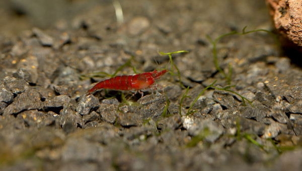 Neocaridina davidi "red cherry"
