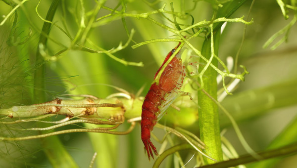Neocaridina davidi "red cherry"