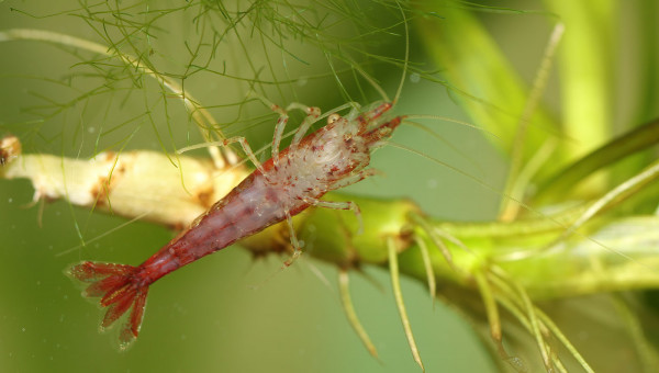Neocaridina davidi "red cherry"