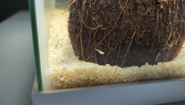 Un alevin sur les deux