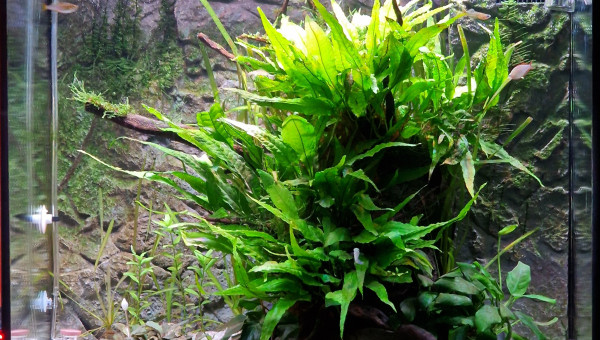 Après retrait des vallisneria