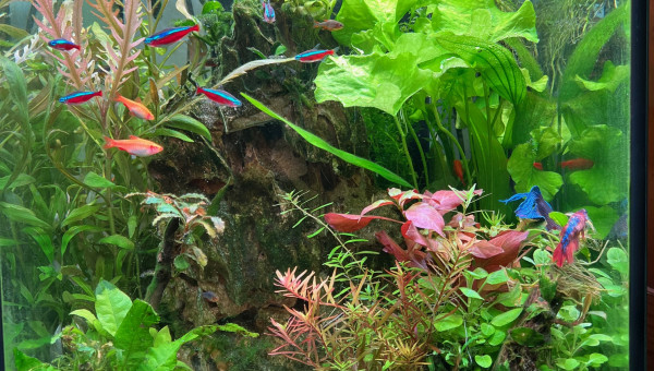 Cascade dans la jungle