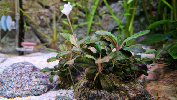 Bucephalandra en fleur
