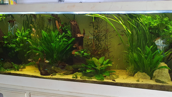 Quand la nature reprend ses droits