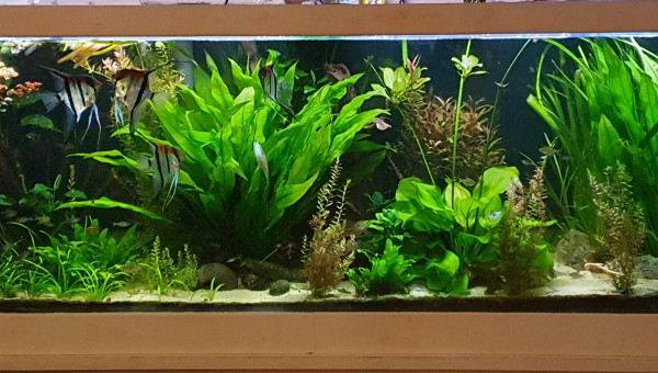 Quand la nature reprend ses droits