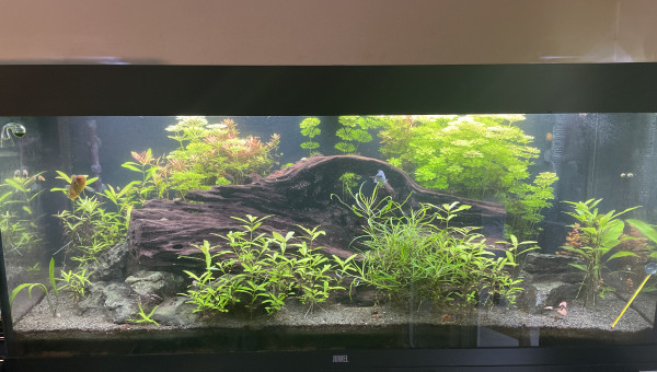 Modification du bac après 2 ans