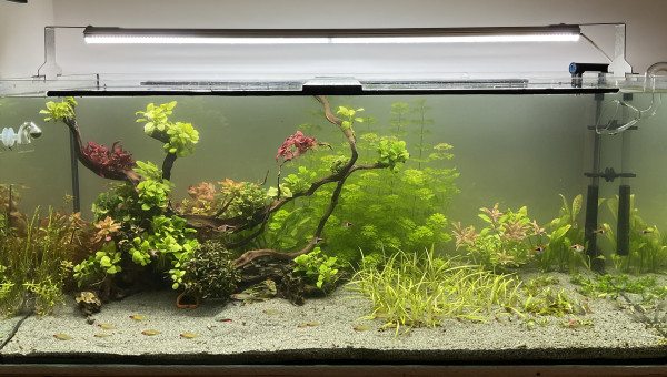 J+11 CO2/fertilisation