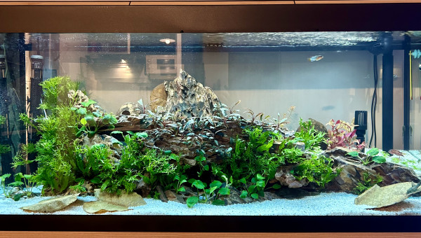 Le commencement, la suite