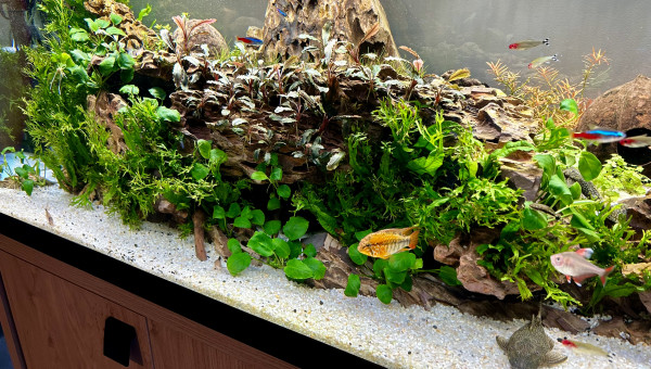 Le commencement, suite 2