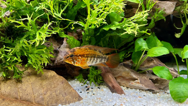 Le commencement, suite 2