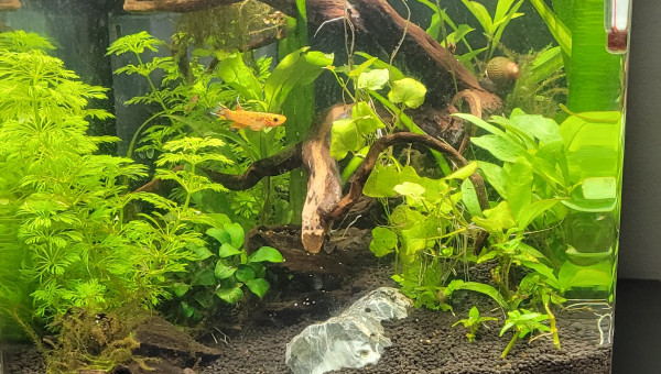 Début de la récupération