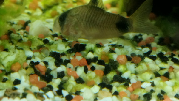 Mon plus gros corydoras panda