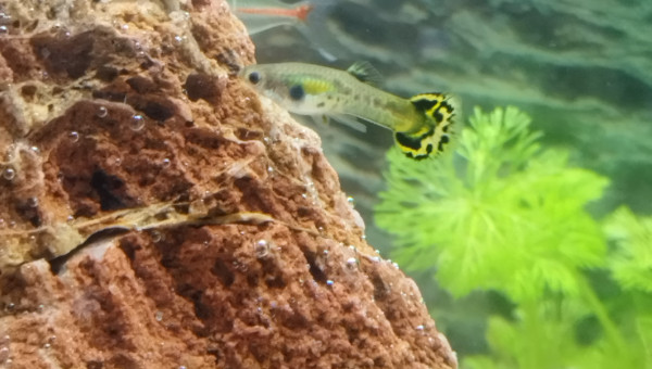 Jeunes guppys nées chez moi