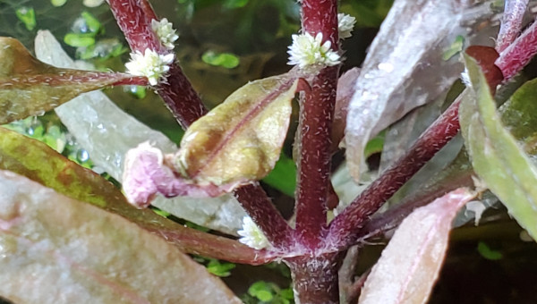Fleurs de Ludwigia repens ?