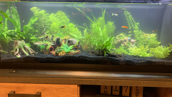 Ajout de plantes de Benjamin