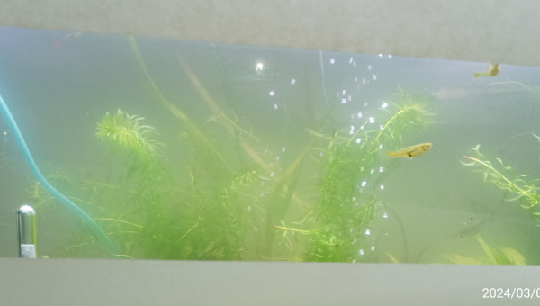 différence flagrantte!!