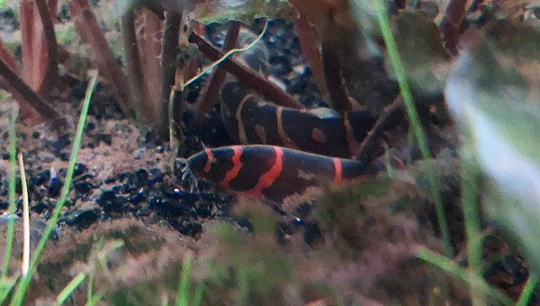 Et s'il n'en reste qu'un... Bah en fait ils sont deux. Hector Hugo