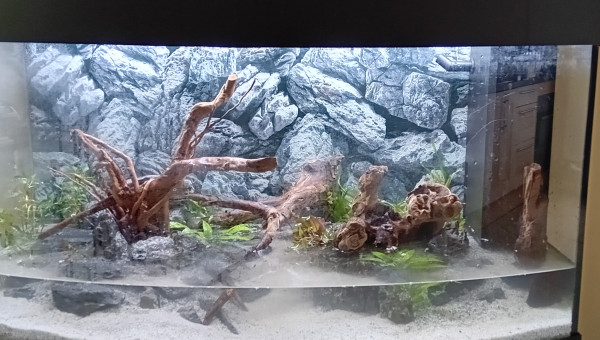 Début de la plantation - durée 4 heures