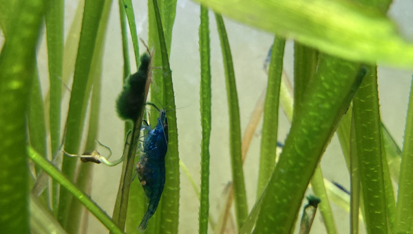 Neocaridina davidi var. "Blue"