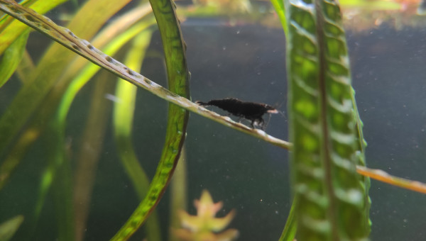 Ceci est une red cherry...