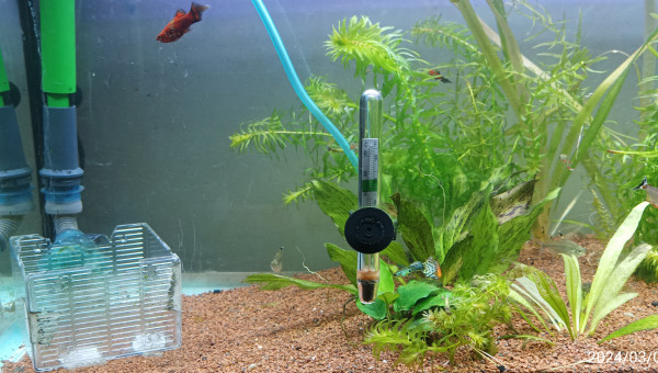 quand on voit ça et quand on voit une dizaine de photos en dessous ça fait quand même chaud au cœur ah là là l'aquariophilie toujours des problèmes à résoudre c'est ça qui est intéressant s'il y avait rien à faire on s'ennuierait