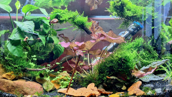 Aquarium Gribites après changement d'éclairage