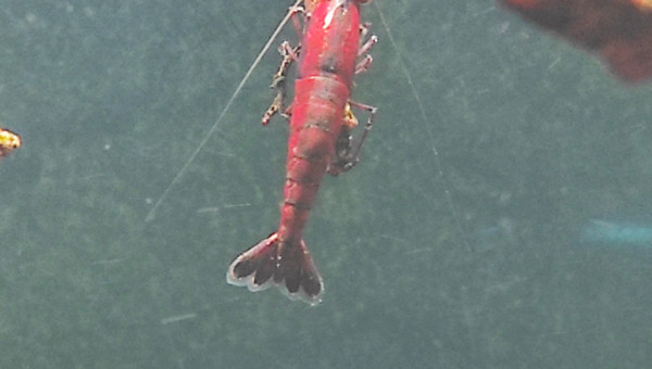 ceci est une red cherry #2