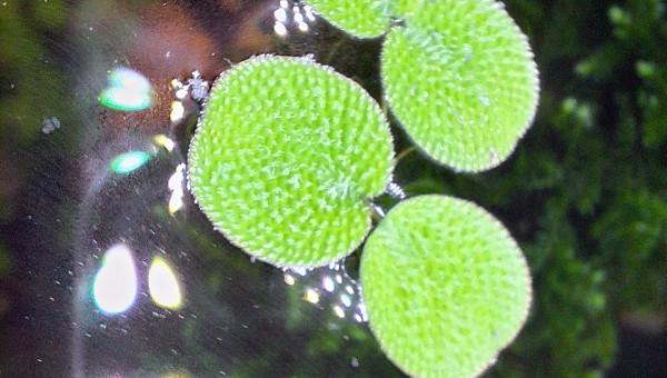 Combien de temps pour recouvrir le bac ?