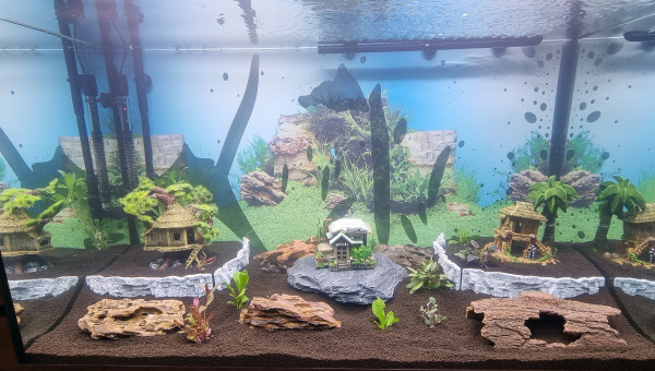 4 jours après la mise en eau (Osmosée)