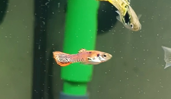 pour moi le plus beau du bac mais je ne sais pas qui est a l origine bizarre !