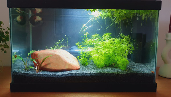 Taille et ajout d'un fond !