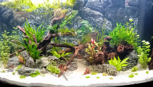 En plein pic Nitrites