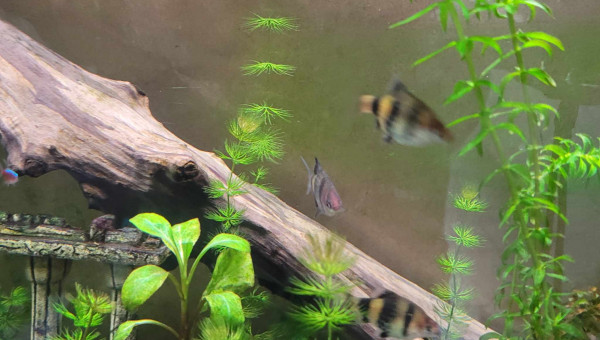 puntigrus tetrazona (barbu de sumatra)