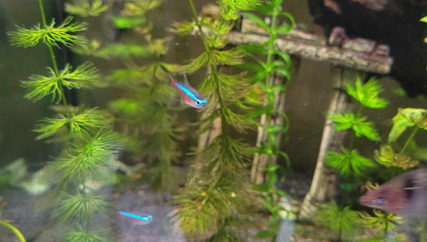 paracheirodon axelrodi (cardinalis)