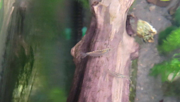 caridina multidentata