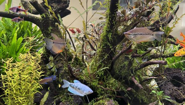 Welcome new home  trichogaster trichopterus cosby
