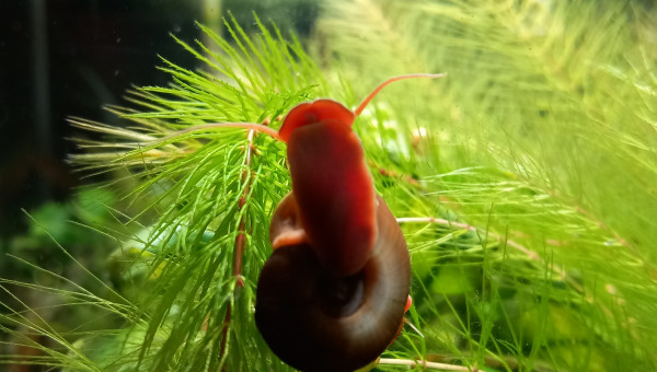 Les croquettes à helena sont arrivées