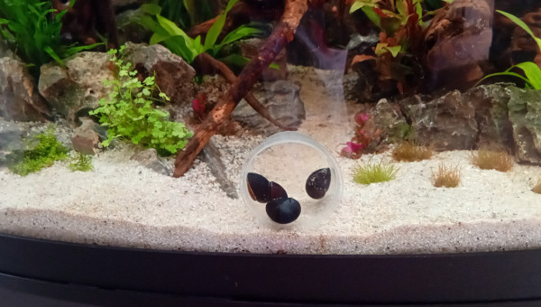 1er habitants visibles : Ajout Neritina pulligera