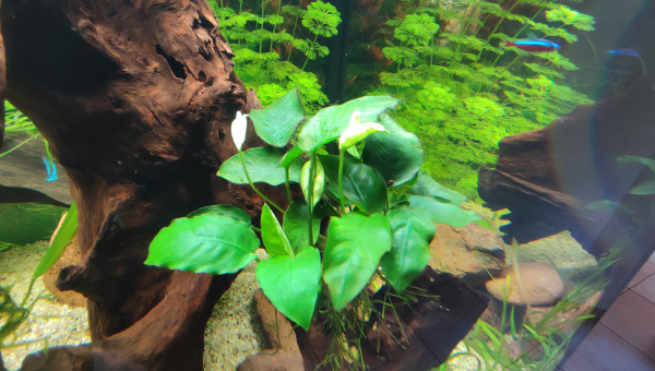 Anubias