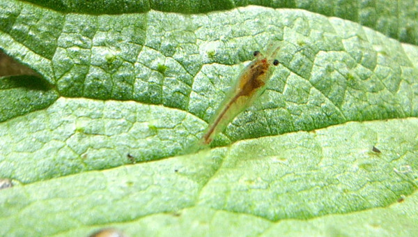 Premières orties fraîches de la saison