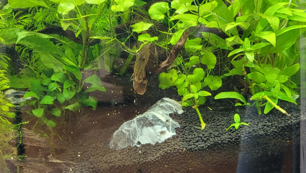 Recherche de gazonnante