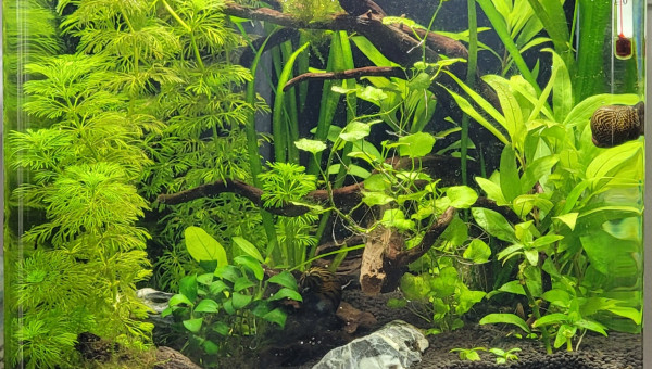 Recherche de gazonnante