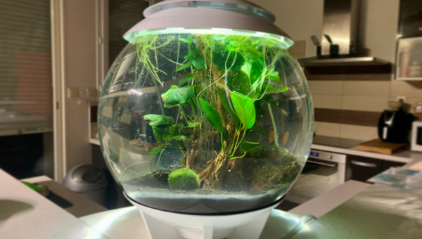 Biorb 30L pour Caridina ?