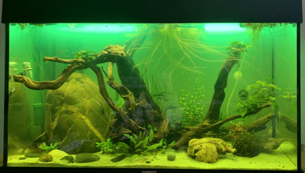 Traitement de tout l’aquarium au Omnipur A