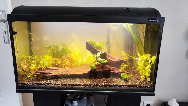 Début de plantation